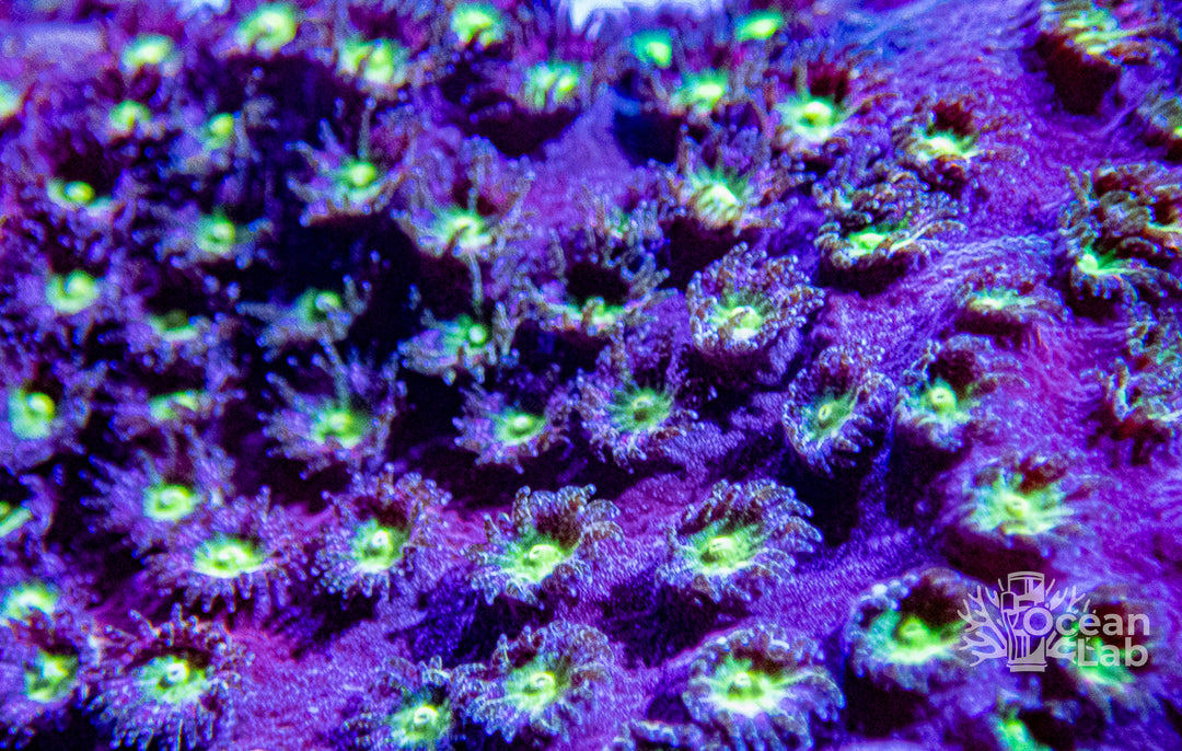 Bling Bling Cyphastrea