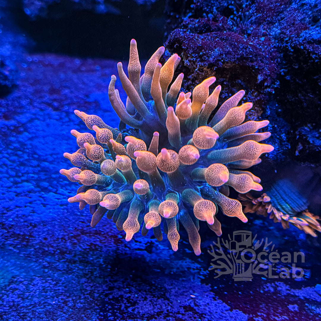 Rainbow Bubble Tip anemones