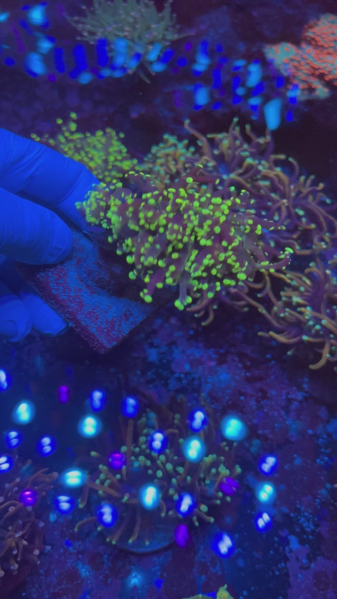 yellow tips frogspawn
