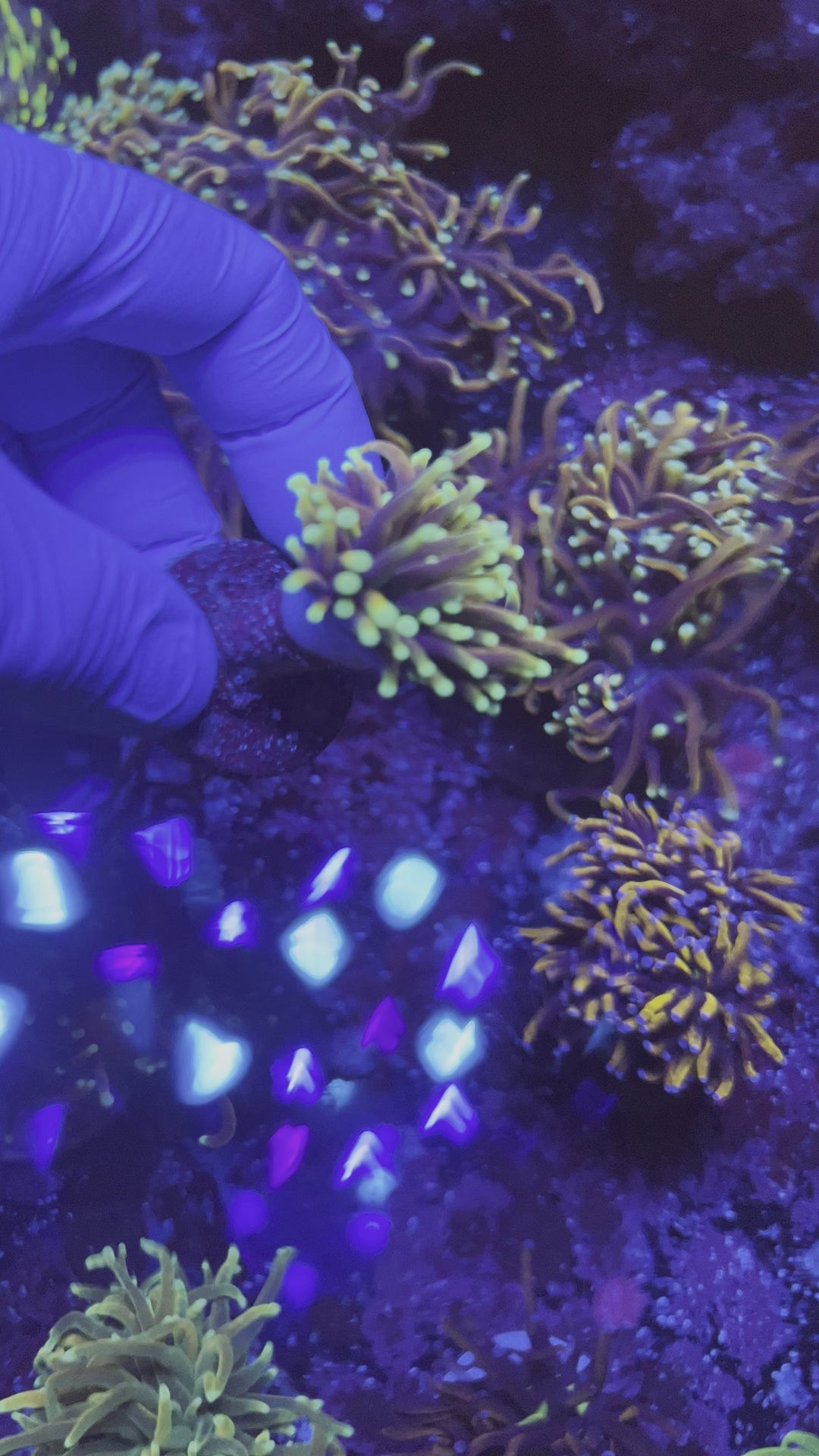 hellfire torch coral