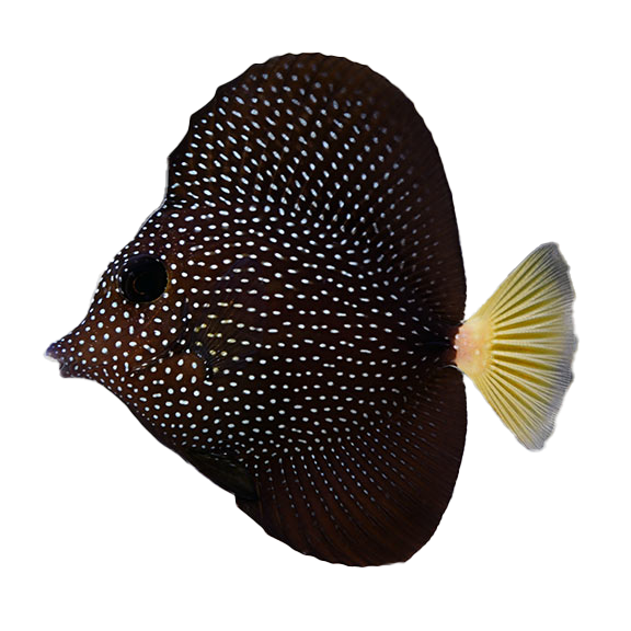 GEM TANG (Zebrasoma gemmatum)