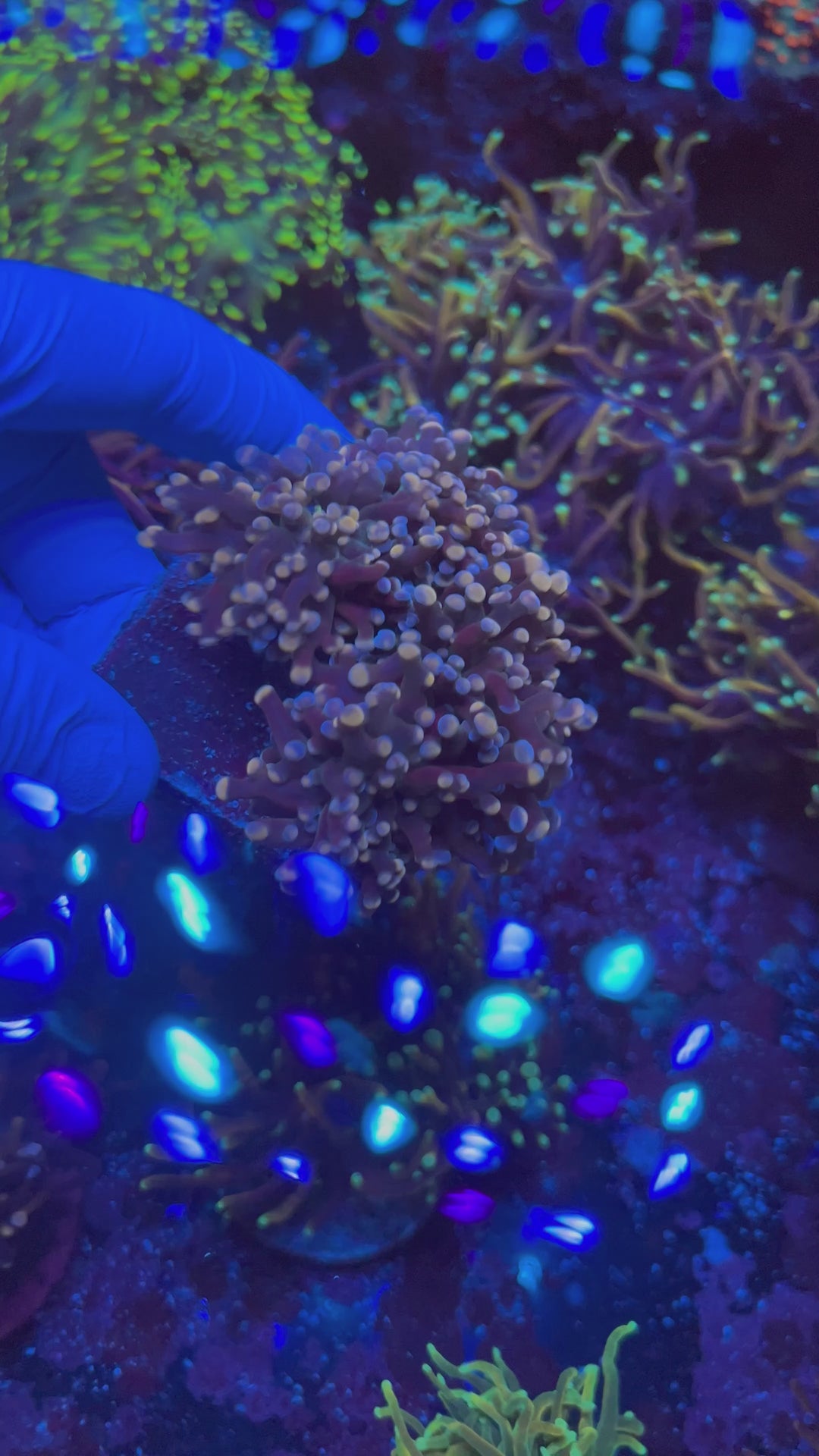 Bicolor Frogspawn coral