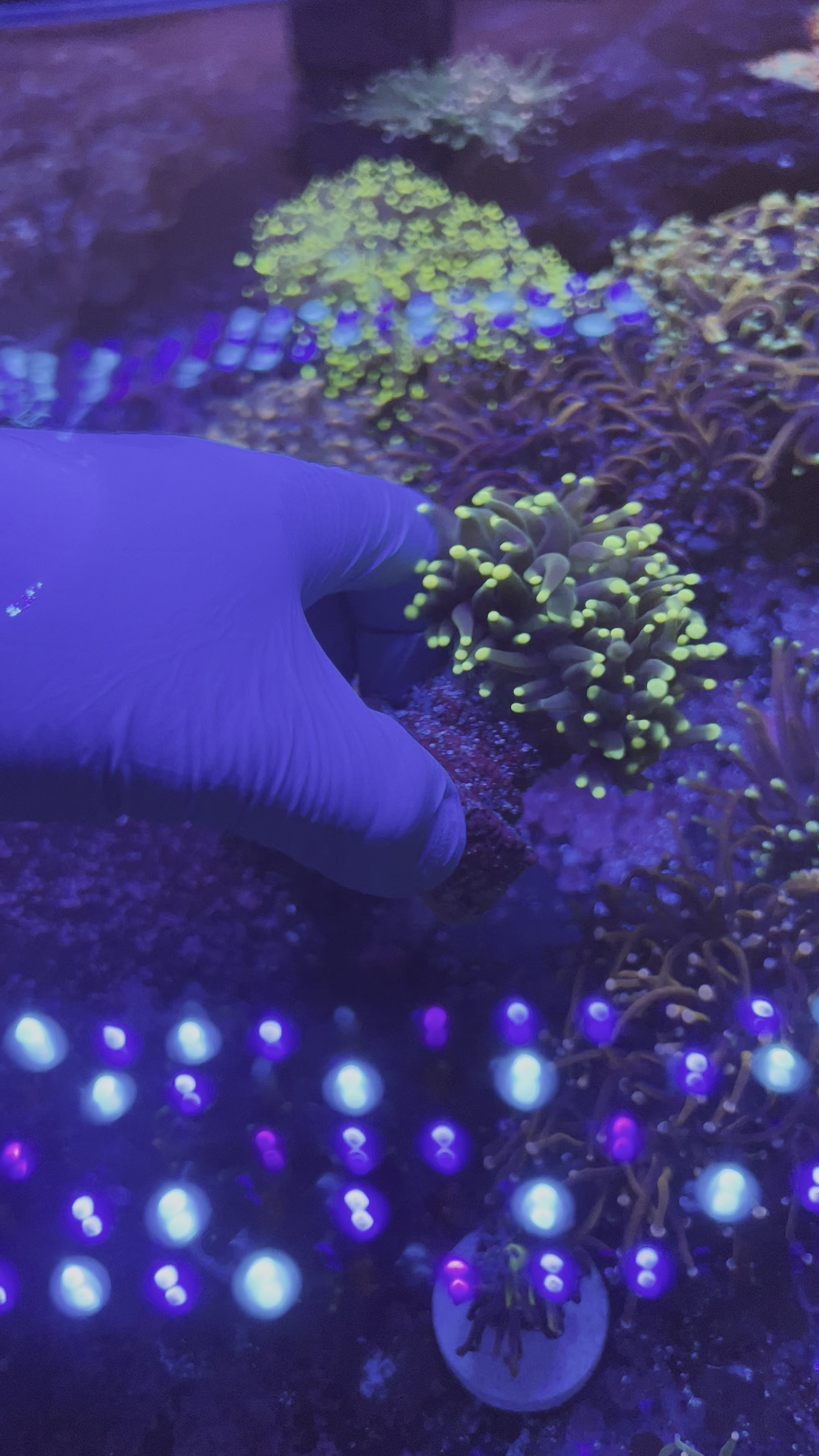Black torch green tips coral